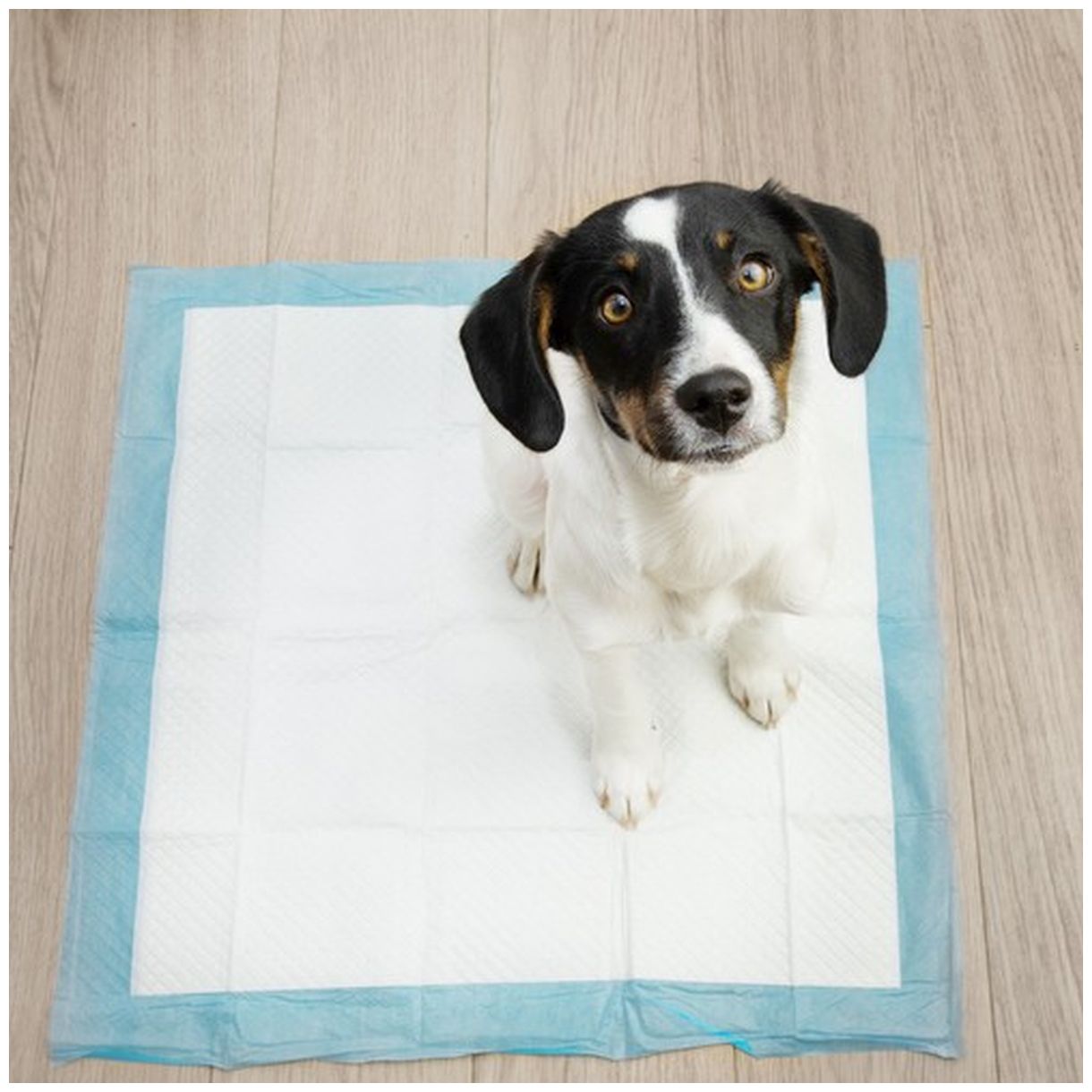 Podkład Higieniczny 60x60cm 50szt. Purlov 21600 - Idealne Rozwiązanie dla Twojego Pupila-3 Podkład Higieniczny 60x60cm 50szt. Purlov 21600 - Idealne Rozwiązanie dla Twojego Pupila-3