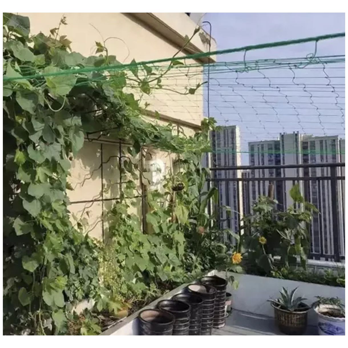 Siatka – Podpora do Roślin 2x20m Gardlov 23980 - Idealne Wsparcie dla Pnączy-2 Siatka – Podpora do Roślin 2x20m Gardlov 23980 - Idealne Wsparcie dla Pnączy-2