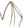 szkielet nietoperza dekoracja 30cm malatec 22005 2